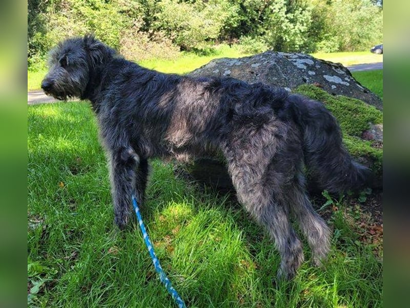 Ylvi, Bouvier des Ardennen Mischling