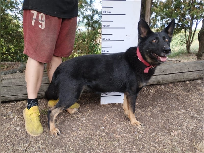 Audrey, Schäferhund Mischling
