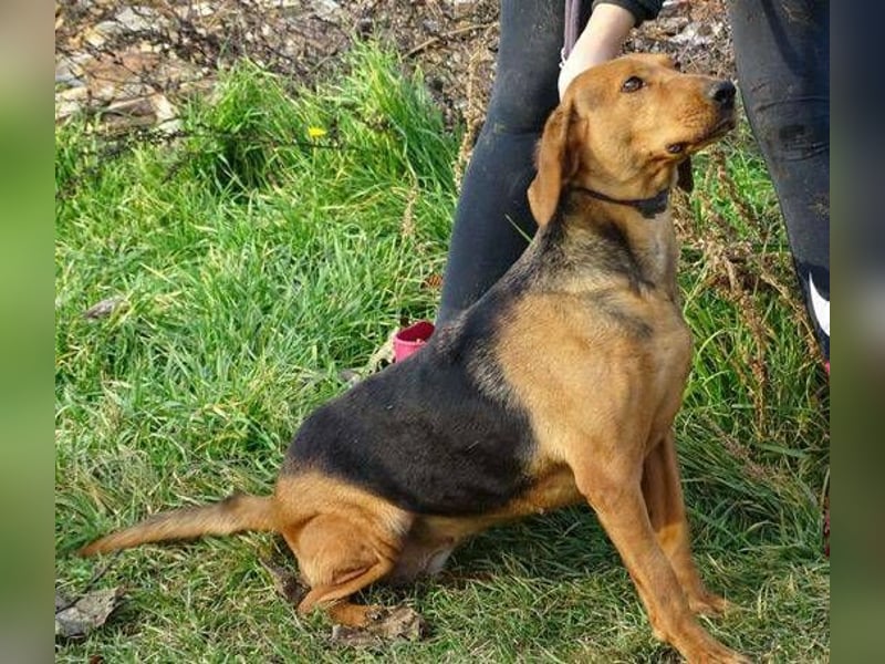 Fiona, Deutsche Bracke Mischling