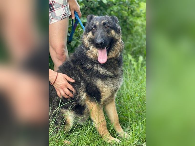 Liza, Schäferhund Mischling
