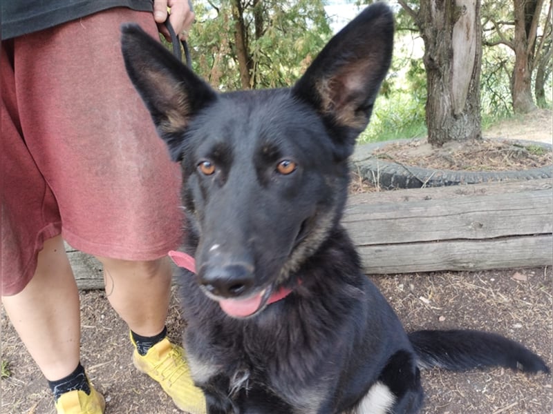 Audrey, Schäferhund Mischling