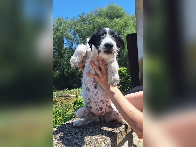 Lola3, Mischling