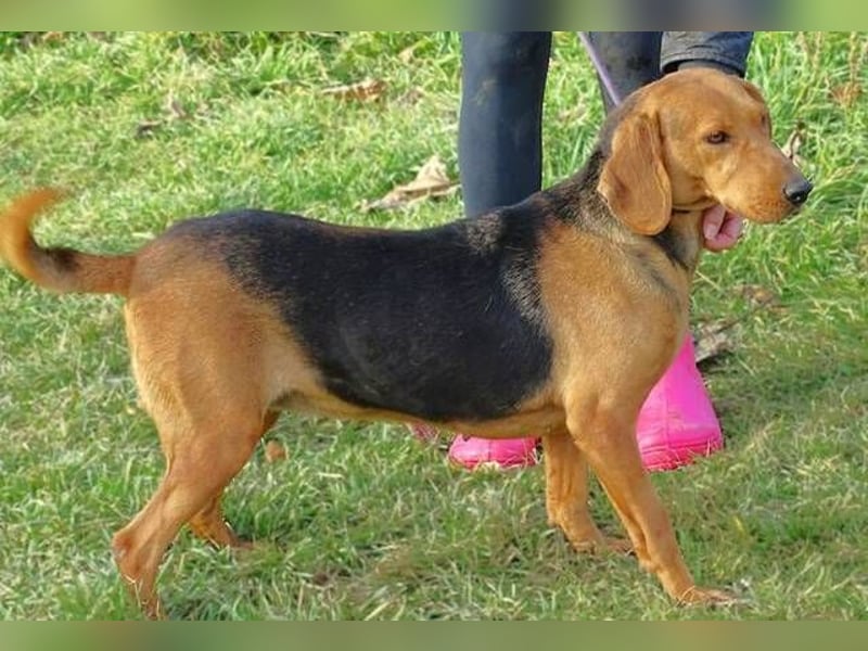 Fiona, Deutsche Bracke Mischling