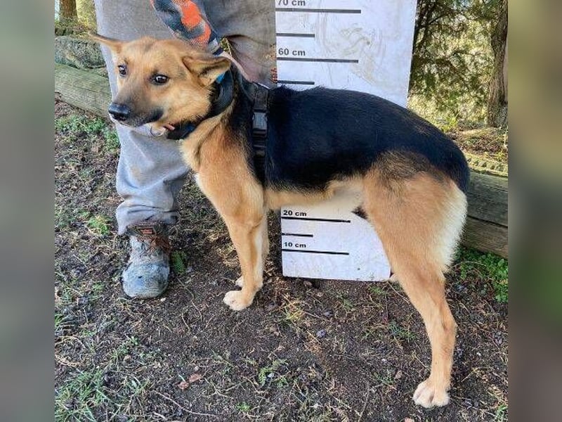 Foxi, Schäferhund Mischling