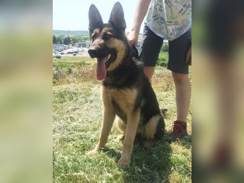 Merida, Schäferhund Mischling