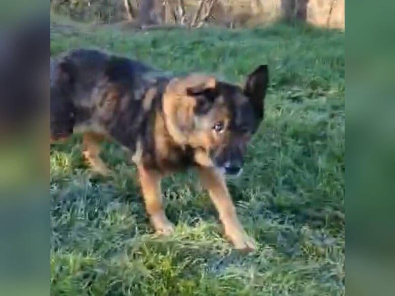 Elizabeth, Schäferhund Mischling
