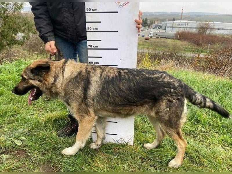 Baborka, Schäferhund Mischling