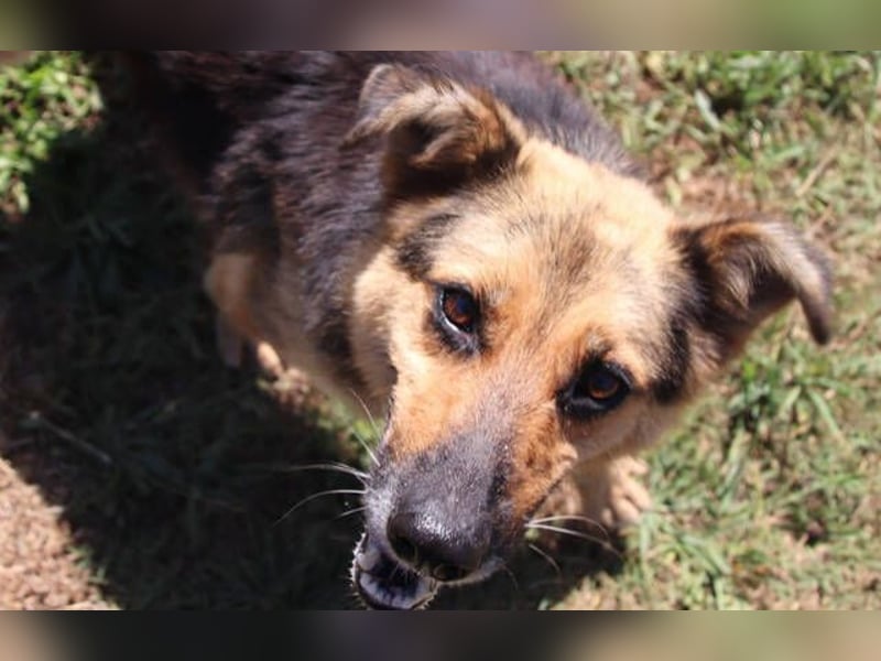 Masha2, Schäferhund Mischling