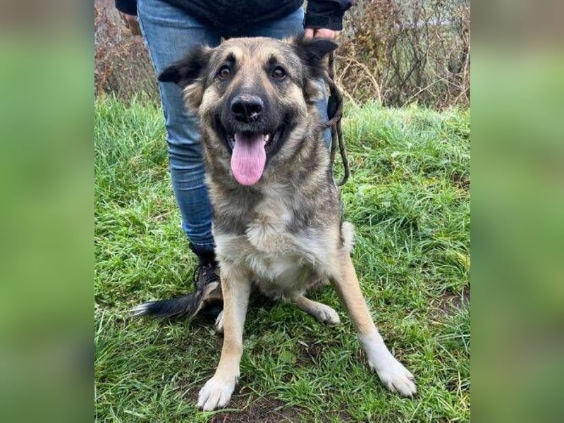 Baborka, Schäferhund Mischling