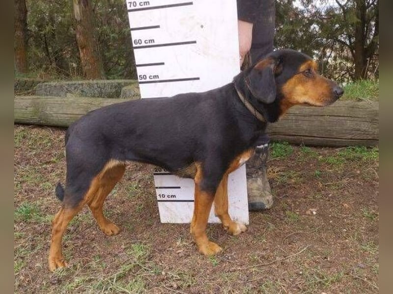 Stella 2, Mischling
