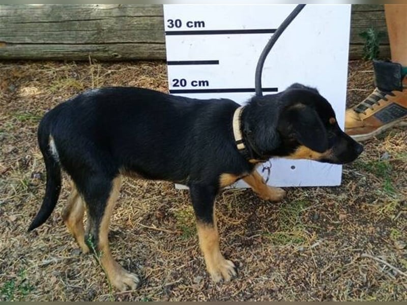 Xena, Mischling, Welpe akt. 20 cm