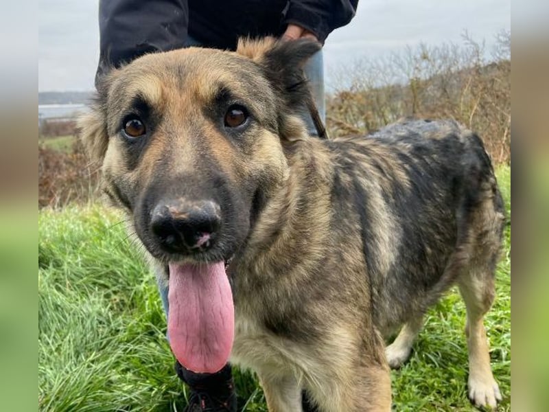 Baborka, Schäferhund Mischling