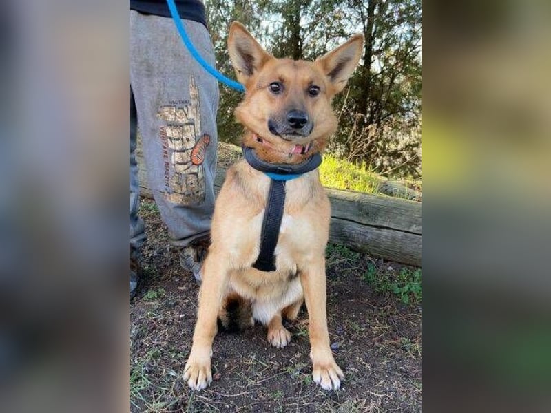 Foxi, Schäferhund Mischling