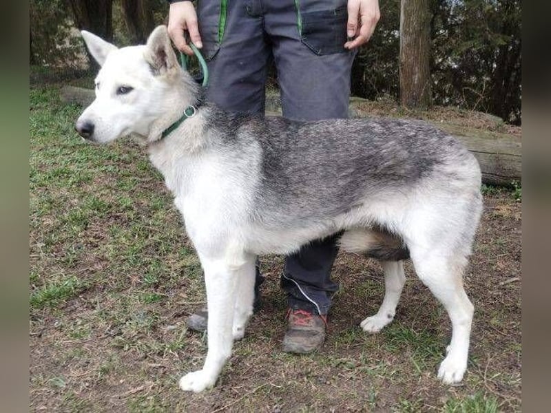 Freya, Husky Mischling