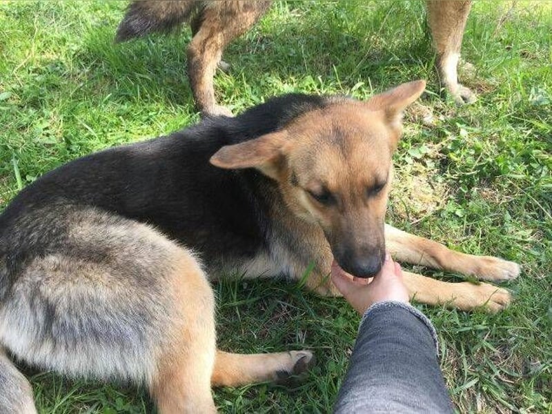 Foxi, Schäferhund Mischling