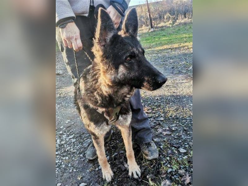 Liza, Schäferhund Mischling