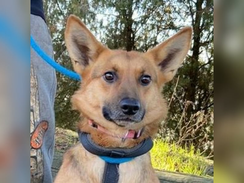 Foxi, Schäferhund Mischling