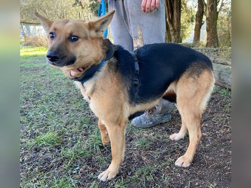 Foxi, Schäferhund Mischling