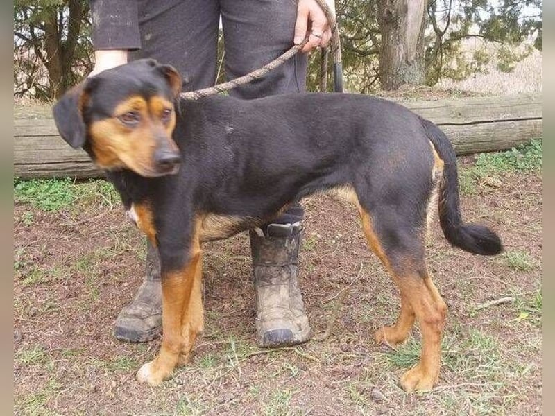 Stella 2, Mischling