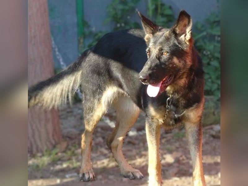 Donna, Schäferhund Mischling