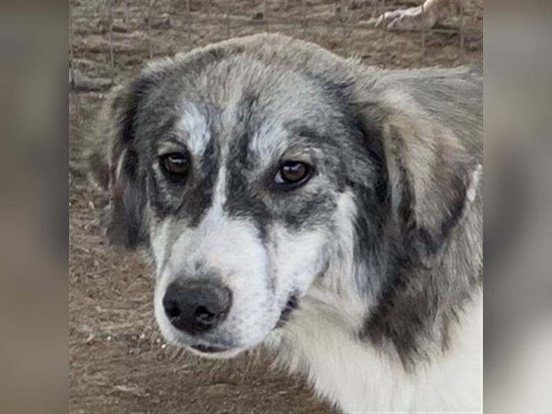 Eleonora, geb. ca. 11/2020, lebt in GRIECHENLAND, auf einem Gelände, auf dem die Hunde notdürftig ve