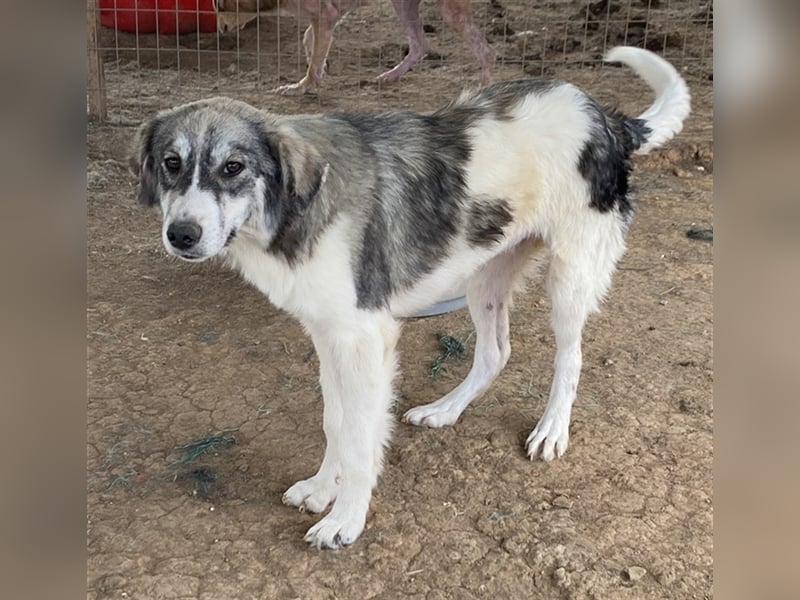 Eleonora, geb. ca. 11/2020, lebt in GRIECHENLAND, auf einem Gelände, auf dem die Hunde notdürftig ve