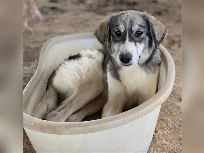 Eleonora, geb. ca. 11/2020, lebt in GRIECHENLAND, auf einem Gelände, auf dem die Hunde notdürftig ve