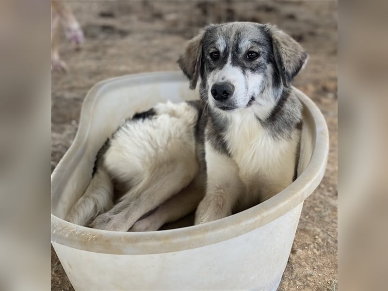 Eleonora, geb. ca. 11/2020, lebt in GRIECHENLAND, auf einem Gelände, auf dem die Hunde notdürftig ve