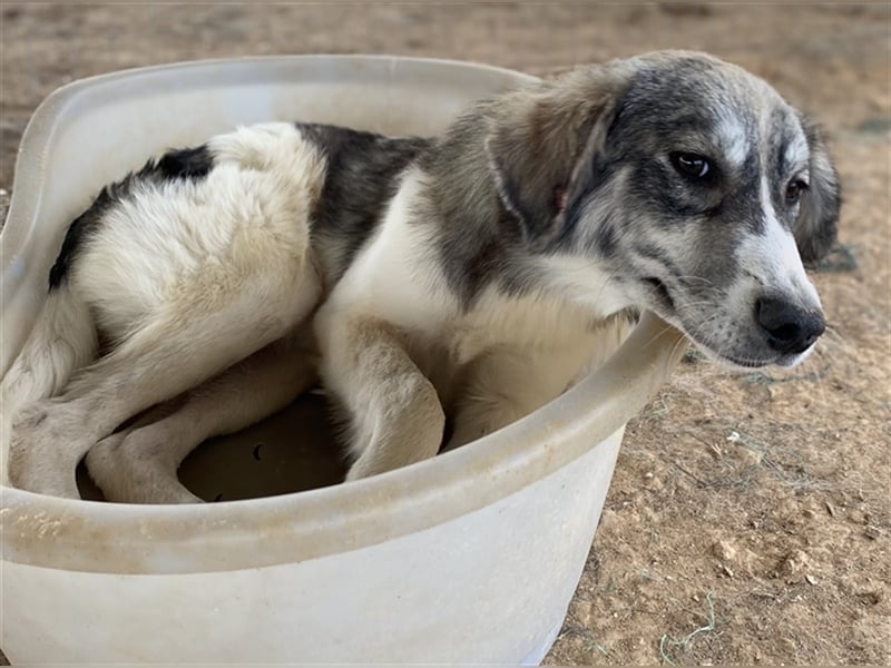 Eleonora, geb. ca. 11/2020, lebt in GRIECHENLAND, auf einem Gelände, auf dem die Hunde notdürftig ve