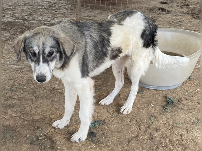 Eleonora, geb. ca. 11/2020, lebt in GRIECHENLAND, auf einem Gelände, auf dem die Hunde notdürftig ve
