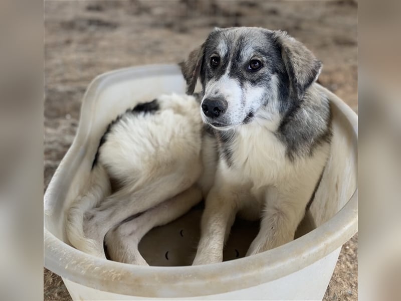 Eleonora, geb. ca. 11/2020, lebt in GRIECHENLAND, auf einem Gelände, auf dem die Hunde notdürftig ve