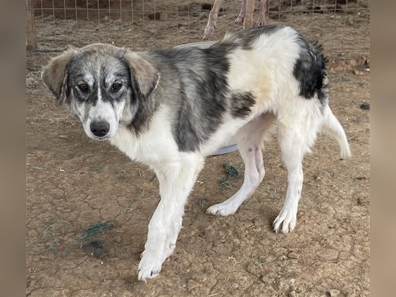 Eleonora, geb. ca. 11/2020, lebt in GRIECHENLAND, auf einem Gelände, auf dem die Hunde notdürftig ve