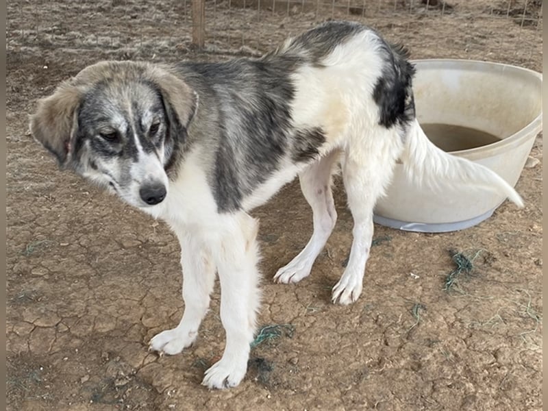 Eleonora, geb. ca. 11/2020, lebt in GRIECHENLAND, auf einem Gelände, auf dem die Hunde notdürftig ve
