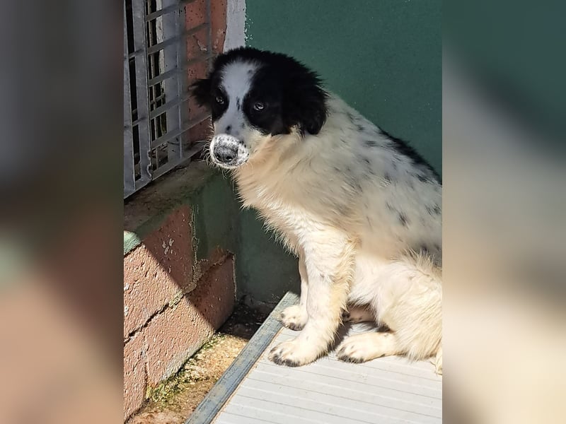 Macchia sucht liebevolles Zuhause