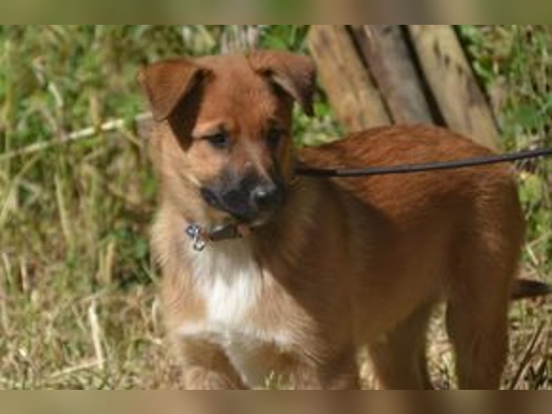 Rosi, ein verspieltes Hundekind auf der Suche nach einem Zuhause fürs Leben