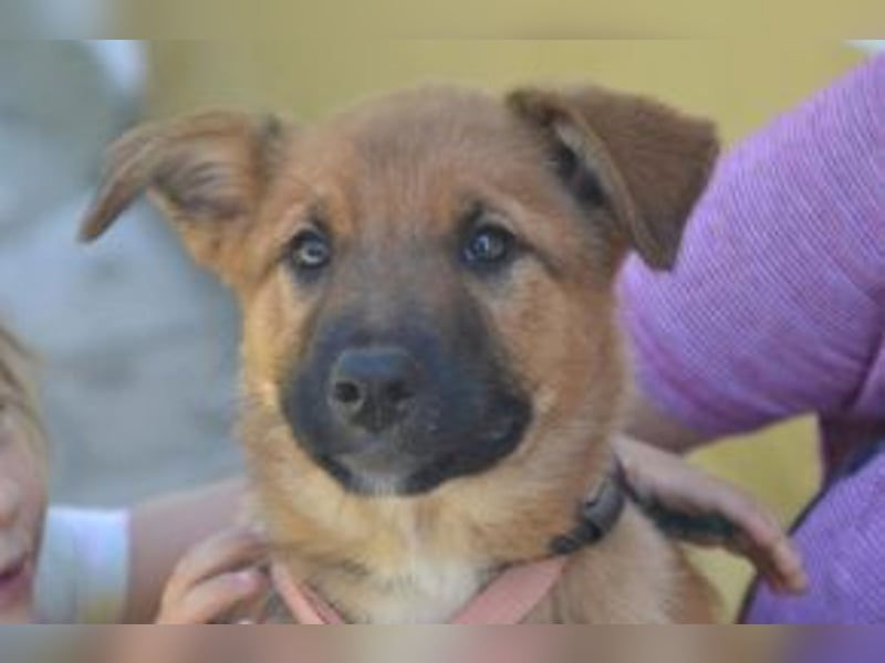 Rosi, ein verspieltes Hundekind auf der Suche nach einem Zuhause fürs Leben