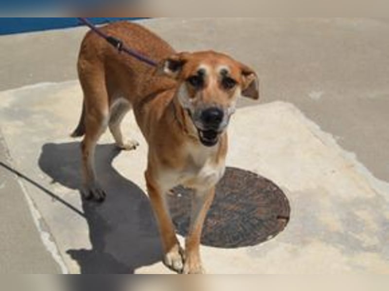 Lassie, eine von zwölf zurückgebliebenen Hunden sucht ein neues Zuhause