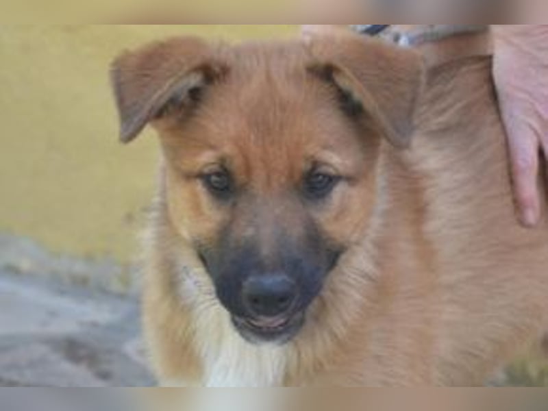 Rosi, ein verspieltes Hundekind auf der Suche nach einem Zuhause fürs Leben