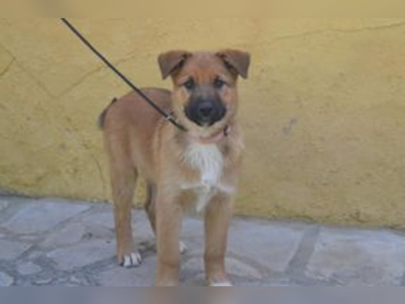 Rosi, ein verspieltes Hundekind auf der Suche nach einem Zuhause fürs Leben
