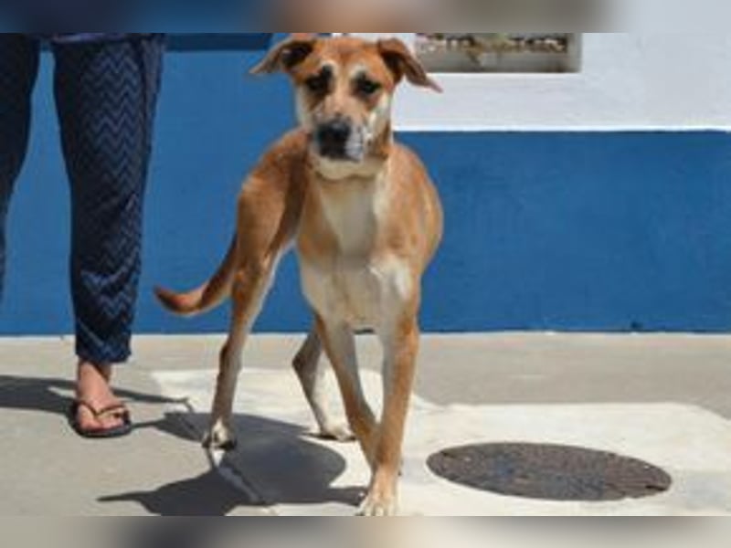 Lassie, eine von zwölf zurückgebliebenen Hunden sucht ein neues Zuhause
