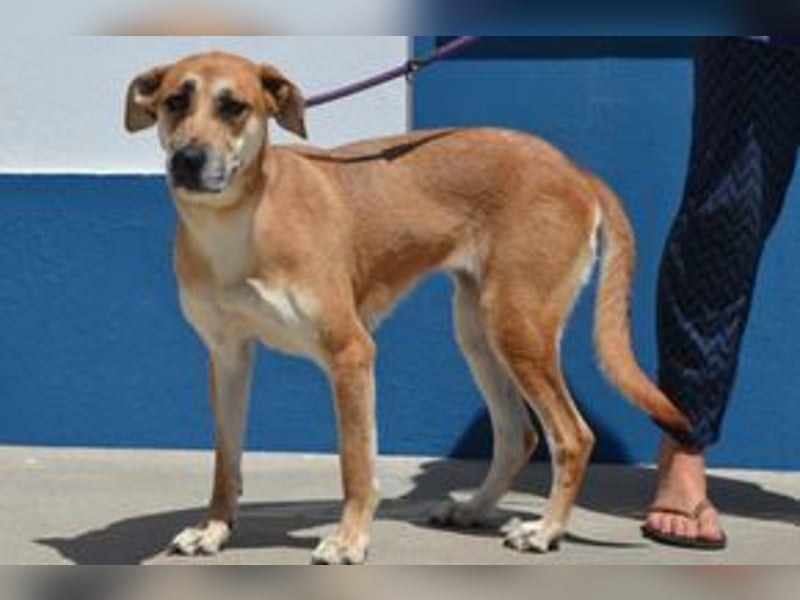Lassie, eine von zwölf zurückgebliebenen Hunden sucht ein neues Zuhause