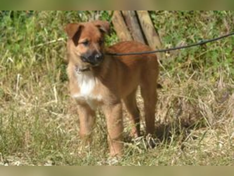 Rosi, ein verspieltes Hundekind auf der Suche nach einem Zuhause fürs Leben