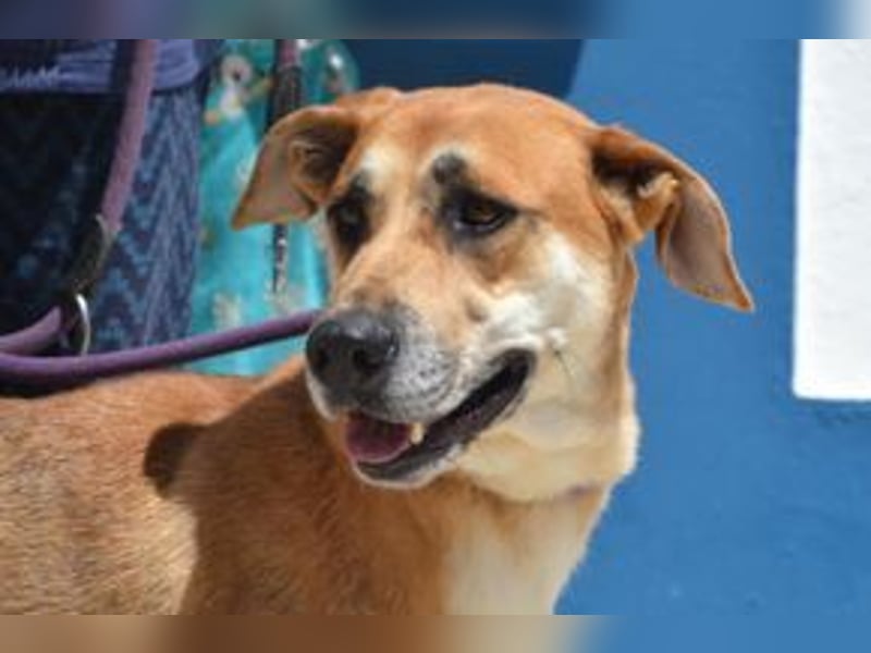 Lassie, eine von zwölf zurückgebliebenen Hunden sucht ein neues Zuhause