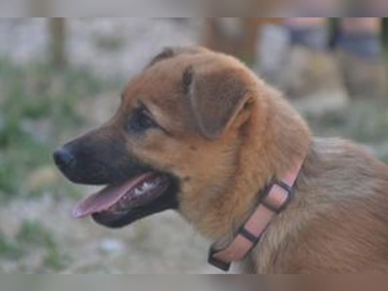 Rosi, ein verspieltes Hundekind auf der Suche nach einem Zuhause fürs Leben