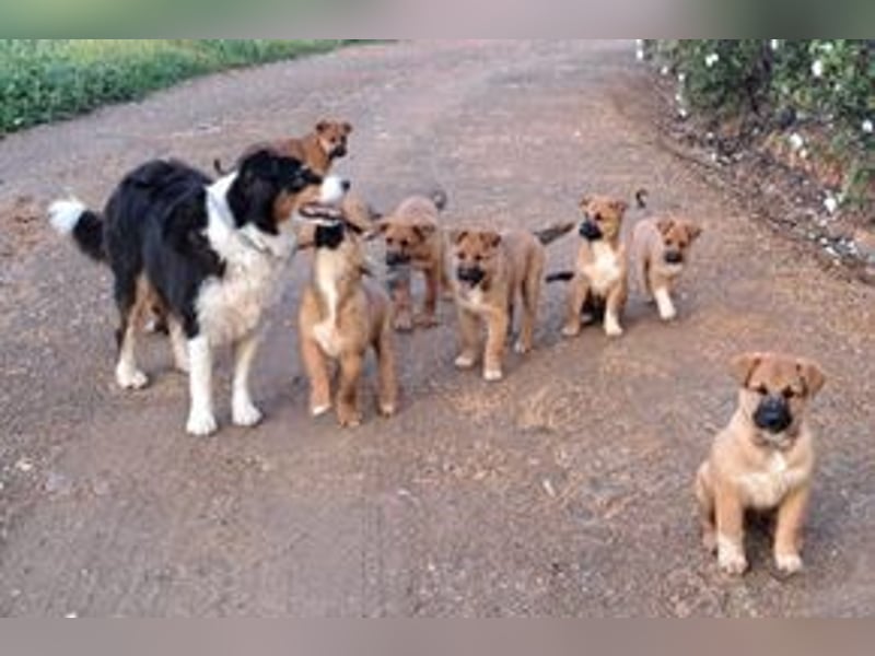 Rosi, ein verspieltes Hundekind auf der Suche nach einem Zuhause fürs Leben