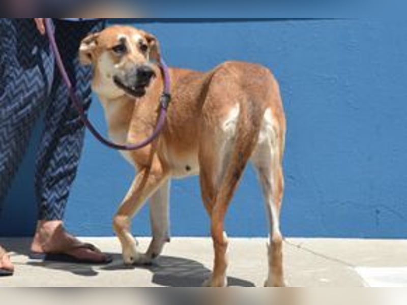 Lassie, eine von zwölf zurückgebliebenen Hunden sucht ein neues Zuhause