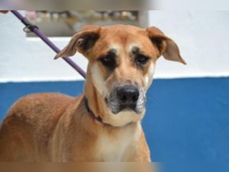 Lassie, eine von zwölf zurückgebliebenen Hunden sucht ein neues Zuhause