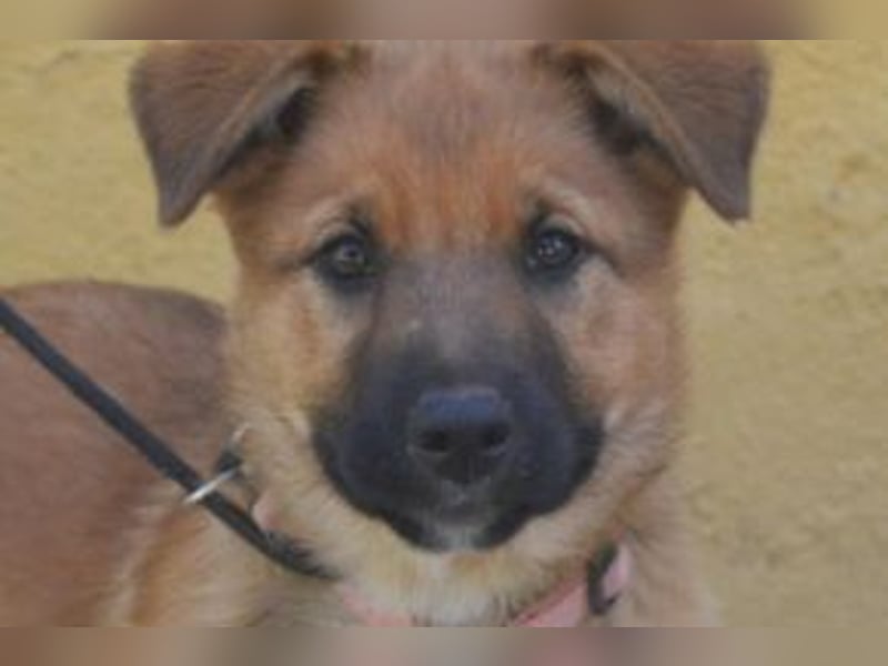 Rosi, ein verspieltes Hundekind auf der Suche nach einem Zuhause fürs Leben