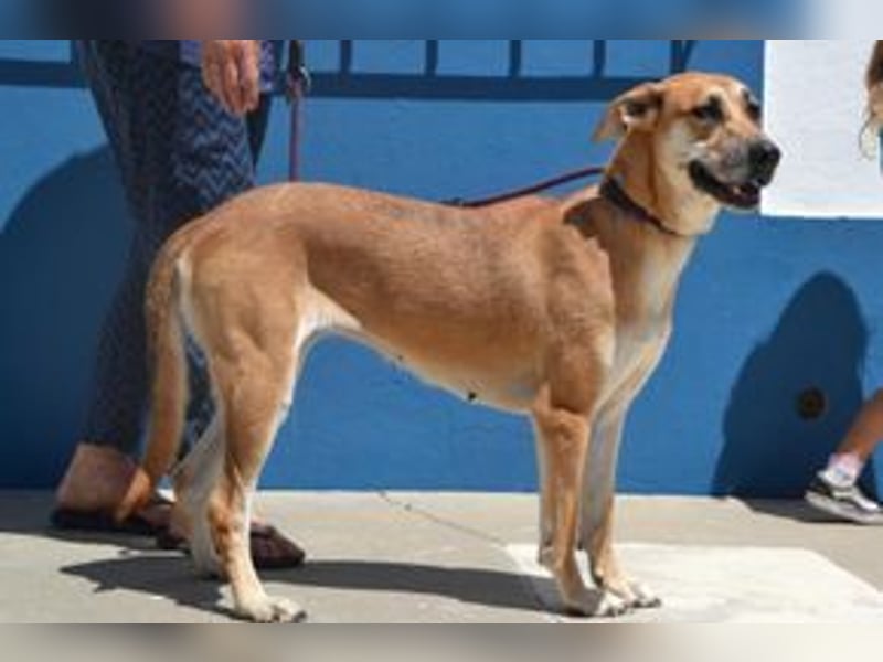 Lassie, eine von zwölf zurückgebliebenen Hunden sucht ein neues Zuhause