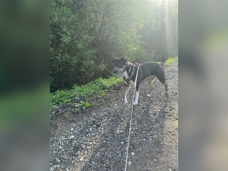 NOTFALL Molly- besondere Hundedame sucht ein neues Zuhause